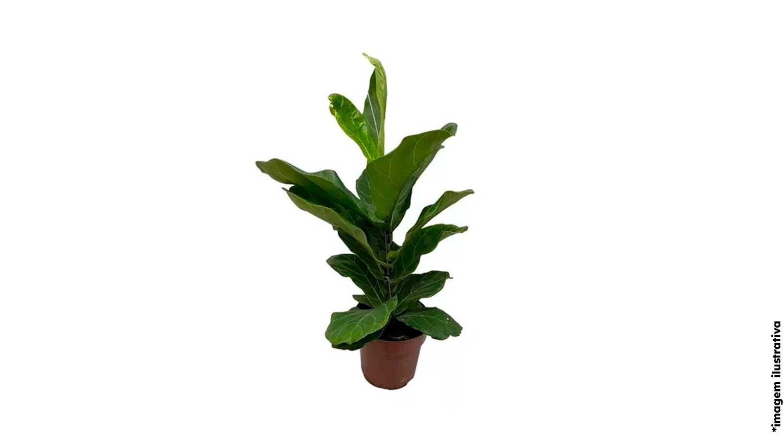 foto produto