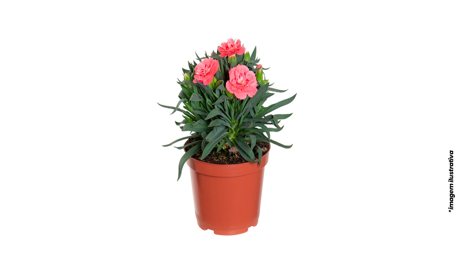 foto produto
