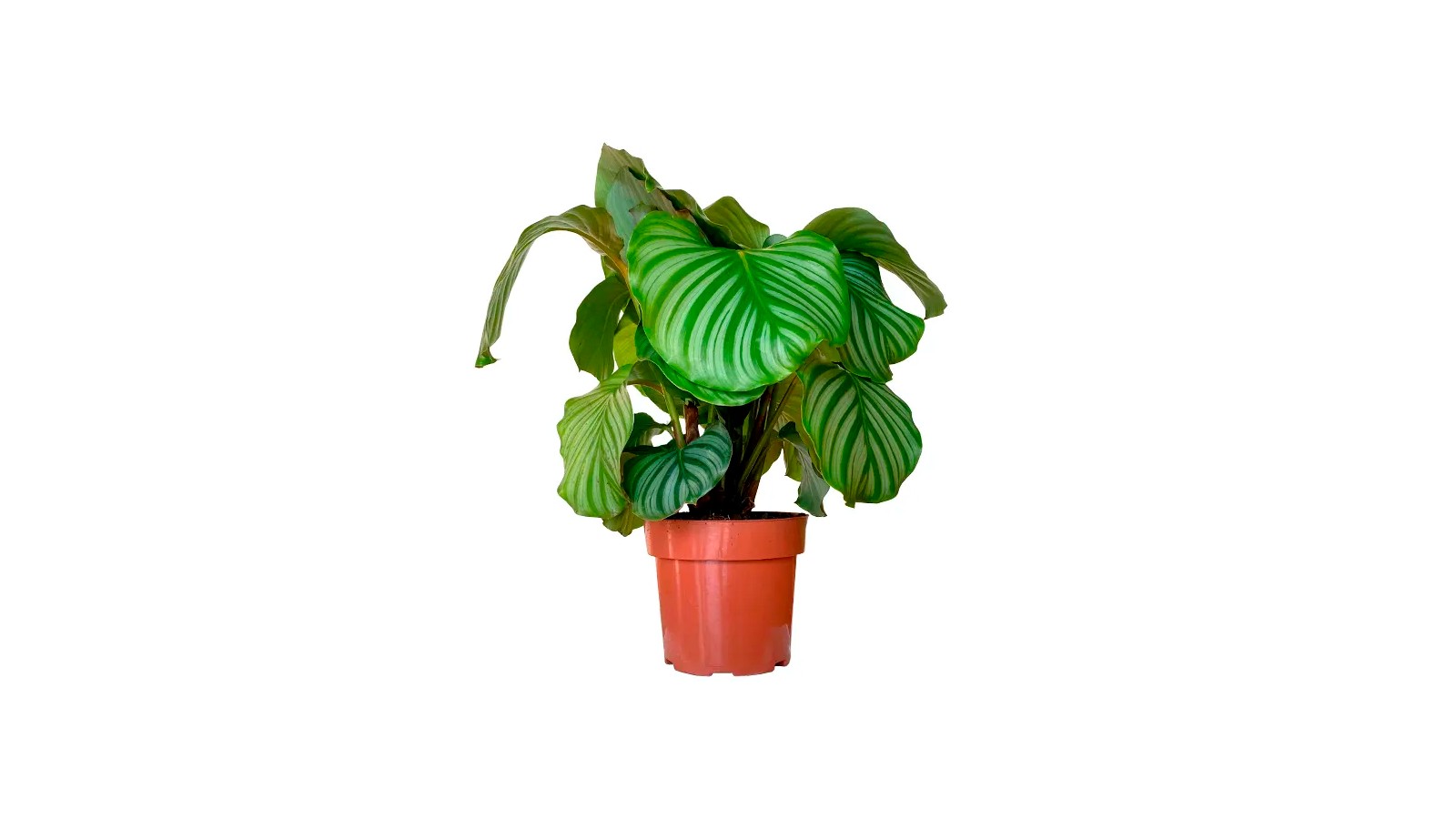 foto produto