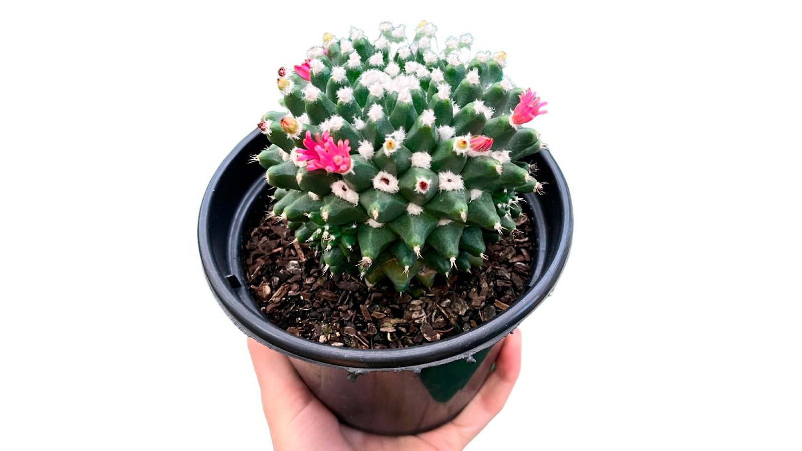 foto produto