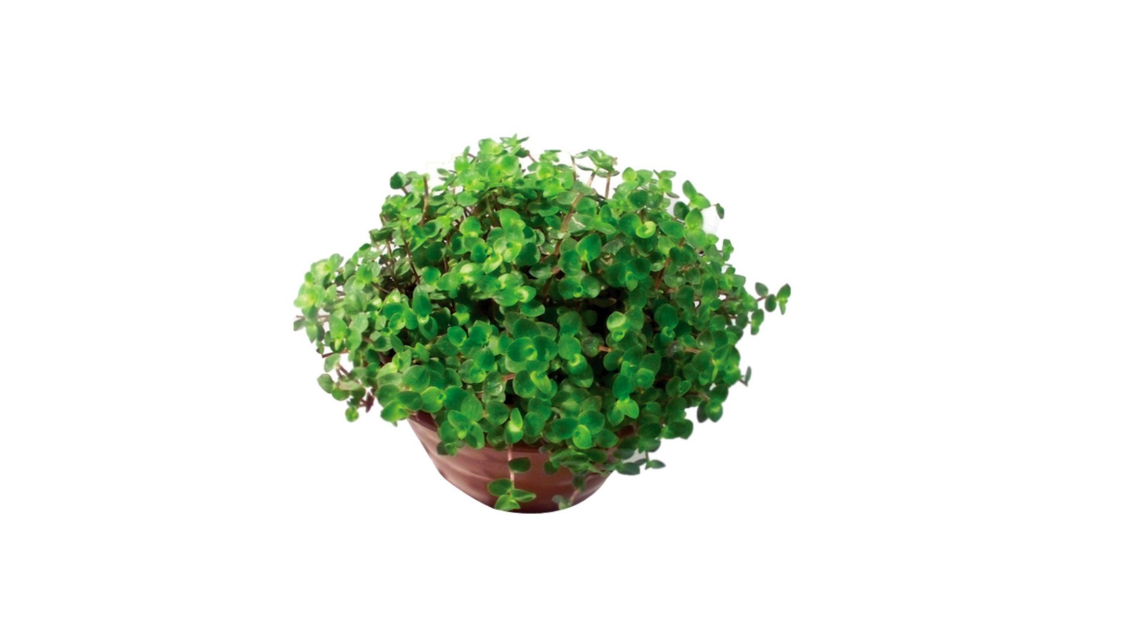 foto produto